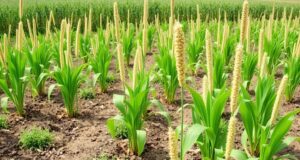 Выращивание веничного сорго и особенности использования сортовой культуры Винчер
