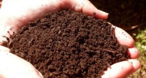 Что нужно учитывать при выборе почвогрунта для рассады