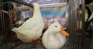 Клеточное разведение уток в домашних условиях на заметку каждому желающему