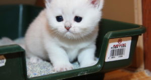 Как приучить котенка к лотку?