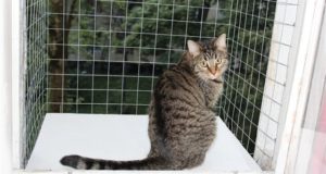 На заметку всем желающим приобретать москитную сетку “антикошка”