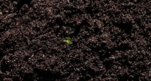 Продажа растительного грунта для газонов в Санкт-Петербурге