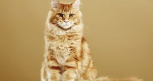 Интересные черты характера и особенности поведения мейн-кунов