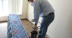 Как распрощаться с клопами раз и навсегда