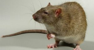 Профессиональная дератизация от компании Городской Центр Дезинфекции