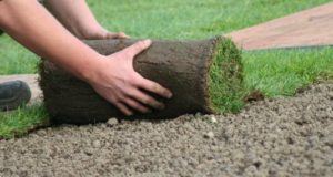 В чем особенность рулонного газона