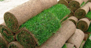 Почему и вы должны постелить рулонный газон на территории вокруг загородного дома?