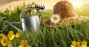 «Огородник.рф» – в помощь дачникам, садоводам и огородникам