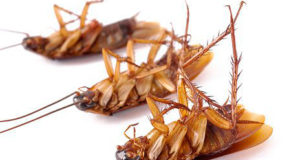 Уничтожение тараканов