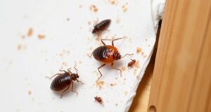 Клопы в доме: как проходит дезинсекция и что действительно помогает